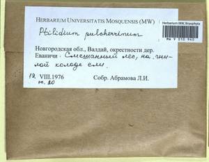 Ptilidium pulcherrimum (Weber) Vain., Гербарий мохообразных, Мхи - Новгородская и Псковская области (B5) (Россия)