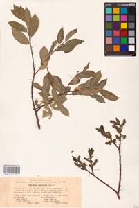 Ива мирзинолистная, Ива чернеющая Salisb., Восточная Европа, Восточный район (E10) (Россия)