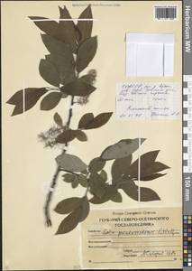 Ива ложномедемская E.L.Wolf, Кавказ, Северная Осетия, Ингушетия и Чечня (K1c) (Россия)