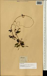 Cajanus scarabaeoides (L.)Thouars, Зарубежная Азия (ASIA) (Филиппины)