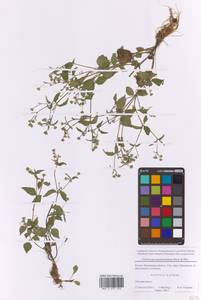 Галинзога четырехлучевая Ruiz & Pav., Восточная Европа, Московская область и Москва (E4a) (Россия)