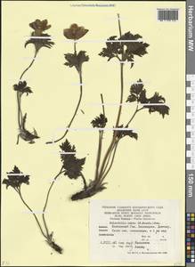 Прострел золотистый (Sommier & Levier) Juz., Кавказ, Краснодарский край и Адыгея (K1a) (Россия)
