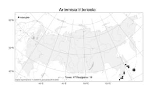 Artemisia littoricola, Полынь прибрежная Kitam., Атлас флоры России (FLORUS) (Россия)