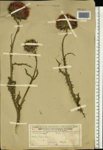 Чертополох поникший L., Восточная Европа, Волжско-Камский район (E7) (Россия)