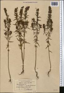 Зубчатка обыкновенная Moench, Средняя Азия и Казахстан, Северный и Центральный Казахстан (M10) (Казахстан)