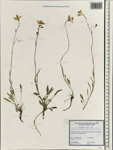 Колокольчик, Зарубежная Азия (ASIA) (Турция)