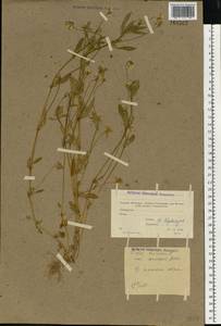 Фиалка трехцветная, Анютины глазки L., Восточная Европа, Московская область и Москва (E4a) (Россия)