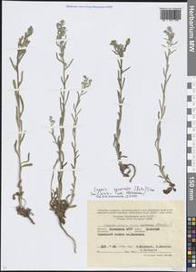 Липучка растопыренная (Retz.) Dumort., Восточная Европа, Нижневолжский район (E9) (Россия)