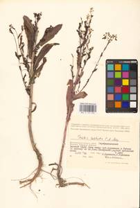 Вайда ребристая C.A.Mey., Восточная Европа, Нижневолжский район (E9) (Россия)