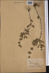 Salvia hirsuta Jacq., Америка (AMER) (Мексика)