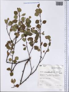 Betula occidentalis Hook., Америка (AMER) (Канада)