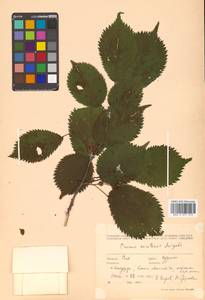 Prunus nipponica var. kurilensis (Miyabe) E. H. Wilson, Сибирь, Дальний Восток (S6) (Россия)