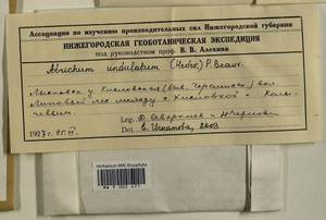 Atrichum undulatum (Hedw.) P. Beauv., Гербарий мохообразных, Мхи - Центральное Нечерноземье (B6) (Россия)