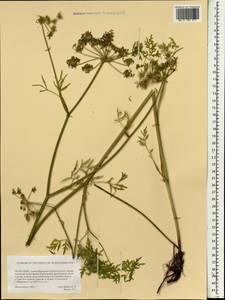 Apiaceae, Монголия (MONG) (Монголия)