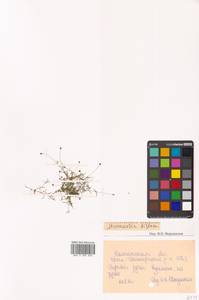 Шерлерия двухцветковая (L.) A. J. Moore & Dillenb., Сибирь, Чукотка и Камчатка (S7) (Россия)