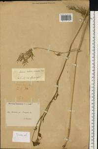 Кадения сомнительная (Schkuhr) Lavrova & V.N.Tikhom., Восточная Европа, Центральный район (E4) (Россия)