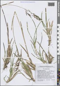 Мятлик Шэ Vill., Западная Европа (EUR) (Испания)