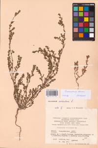 Спорыш простертый, Спорыш обыкновенный Boreau, Восточная Европа, Западно-Украинский район (E13) (Украина)