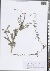 Лебеда сизая L., Африка (AFR) (Марокко)