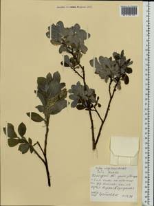 Ива мохнатая, Ива шерстистая L., Восточная Европа, Северный район (E1) (Россия)