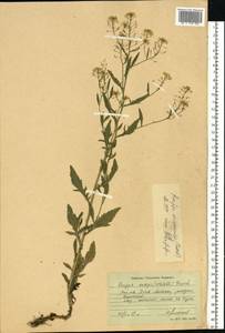 Rorippa × armoracioides (Tausch) Fuss, Восточная Европа, Центральный лесостепной район (E6) (Россия)