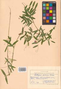 Lathyrus palustris subsp. palustris, Сибирь, Чукотка и Камчатка (S7) (Россия)