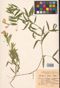 Lathyrus palustris subsp. palustris, Сибирь, Дальний Восток (S6) (Россия)