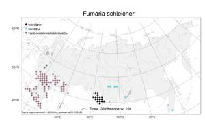 Fumaria schleicheri, Дымянка Шлейхера Soy.-Will., Атлас флоры России (FLORUS) (Россия)