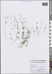 Подмаренник топяной L., Сибирь, Центральная Сибирь (S3) (Россия)