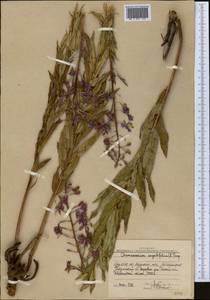 Chamaenerion angustifolium subsp. angustifolium, Средняя Азия и Казахстан, Западный Тянь-Шань и Каратау (M3) (Узбекистан)