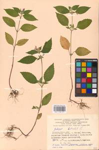 Пикульник обыкновенный L., Восточная Европа, Московская область и Москва (E4a) (Россия)