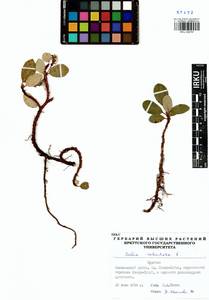 Ива сетчатая L., Сибирь, Прибайкалье и Забайкалье (S4) (Россия)