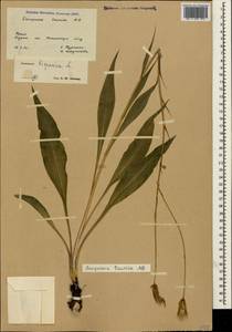 Pseudopodospermum tauricum (M. Bieb.) Vasjukov & Saksonov, Крым (KRYM) (Россия)
