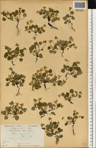 Фиалка скальная F.W.Schmidt, Восточная Европа, Центральный лесостепной район (E6) (Россия)