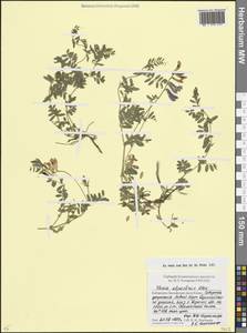 Горошек горный Steven, Кавказ, Ставропольский край, Карачаево-Черкесия, Кабардино-Балкария (K1b) (Россия)