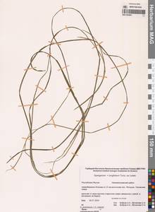 Ежеголовник злаковидный, Ежеголовник злаковый Georgi, Сибирь, Якутия (S5) (Россия)