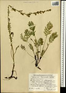 Полынь рассеченная Willd., Монголия (MONG) (Монголия)