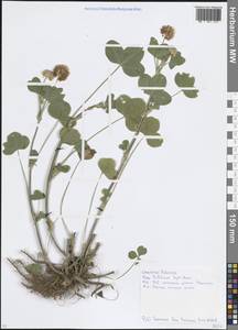 Клевер гибридный L., Восточная Европа, Московская область и Москва (E4a) (Россия)