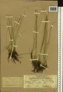 Пухонос альпийский (L.) Pers., Сибирь, Чукотка и Камчатка (S7) (Россия)