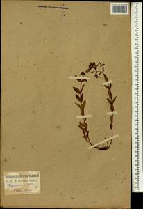 Hypericum mutilum, Зарубежная Азия (ASIA) (Япония)