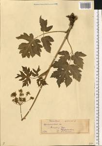 Heracleum sphondylium subsp. sibiricum (L.) Simonk., Восточная Европа, Северный район (E1) (Россия)