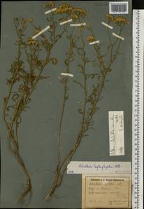 Тысячелистник мелкоцветковый Willd., Восточная Европа, Северо-Украинский район (E11) (Украина)