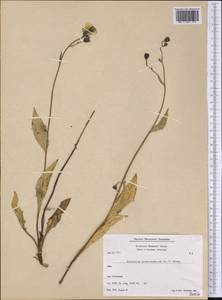 Hieracium lachenalii subsp. lachenalii, Америка (AMER) (Гренландия)