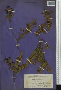 Myrtus communis L., Западная Европа (EUR) (Черногория)