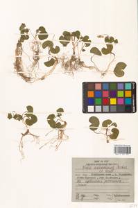 Viola crassa subsp. avatschensis (W.Becker & Hultén) Espeut, Сибирь, Дальний Восток (S6) (Россия)