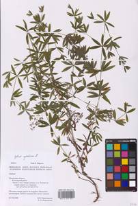 Galium sylvaticum L., Восточная Европа, Центральный район (E4) (Россия)