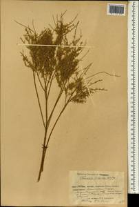 Гребенщик щетинистоволосистый Willd., Зарубежная Азия (ASIA) (КНР)