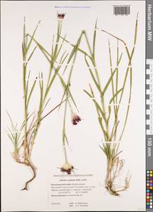 Гвоздика головчатая J.St.-Hil., Кавказ, Черноморское побережье (от Новороссийска до Адлера) (K3) (Россия)