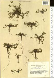 Лапчатка многонадрезанная, Лапчатка многонадрезная L., Сибирь, Алтай и Саяны (S2) (Россия)