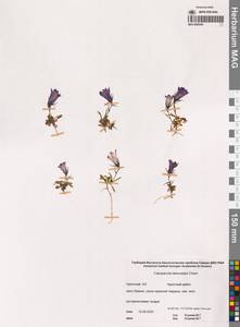 Колокольчик шершавоплодный Cham., Сибирь, Чукотка и Камчатка (S7) (Россия)